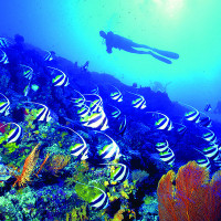 mergulho-ilhas-fiji