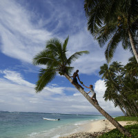 palmeiras-ilhas-fiji